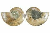 Cut & Polished Crystal-Filled Ammonite Fossil - Madagascar #354150-1